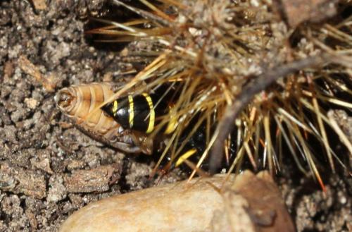 Gorytes planifrons